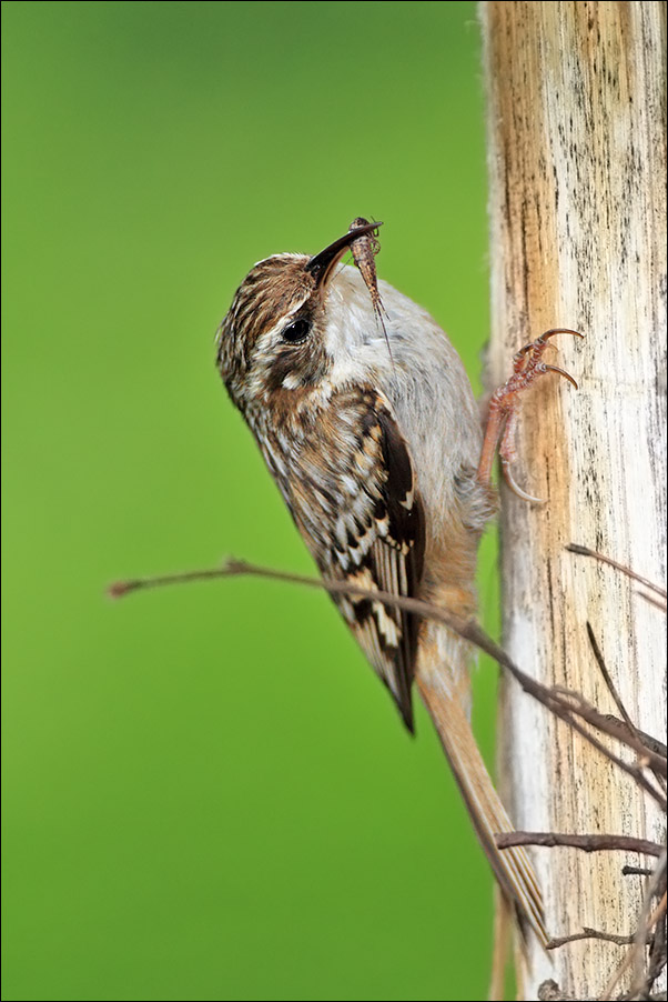 Rampichino - Certhia brachydactyla